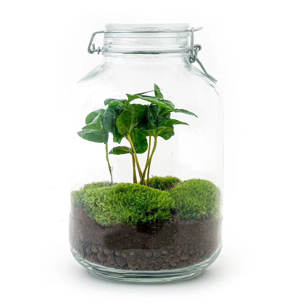 Jar Terrarium Kit - Calathea Lancifolia - Bottle Garden - ↑ 28 Cm