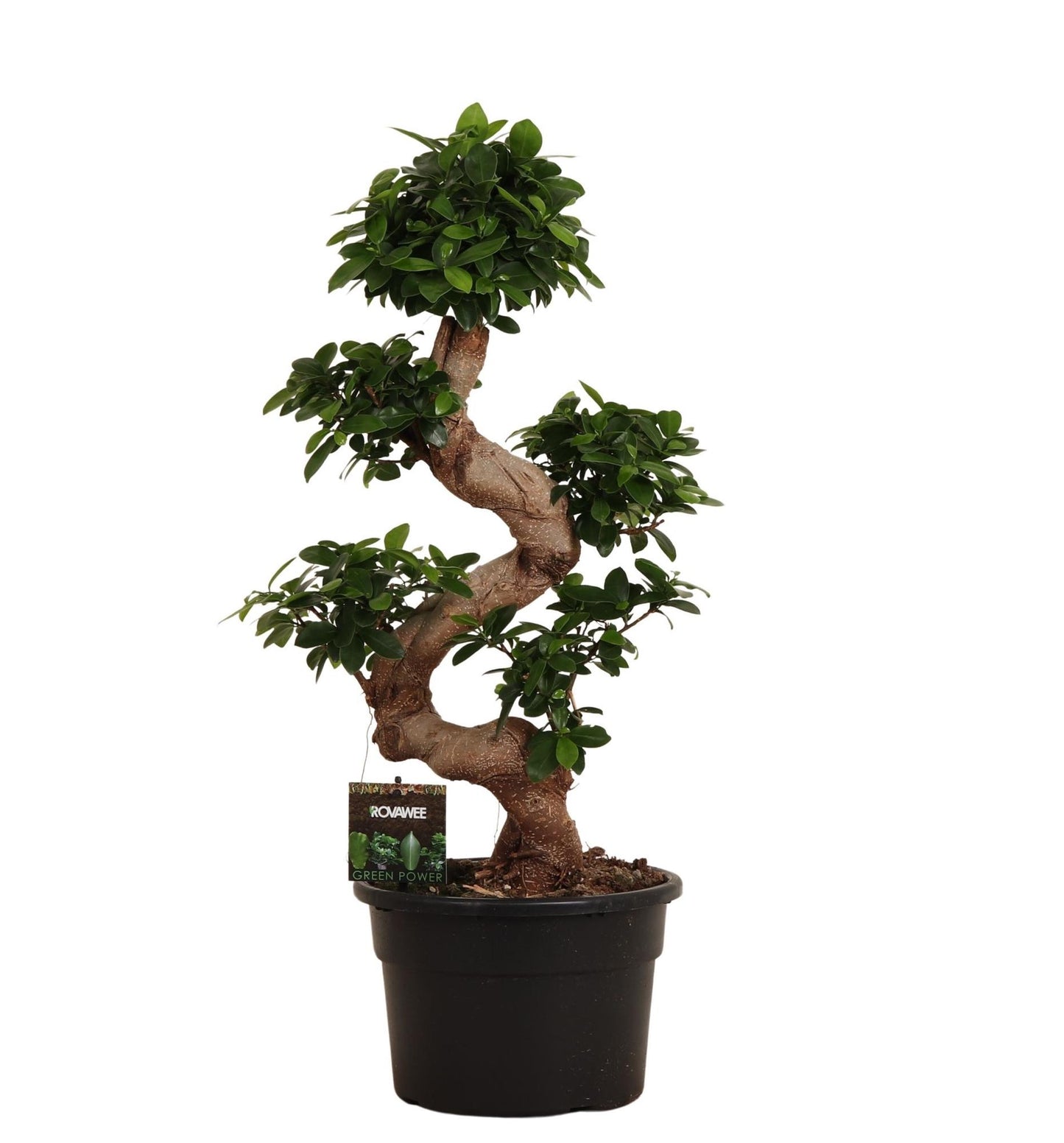 Ficus Microcarpa Ginseng