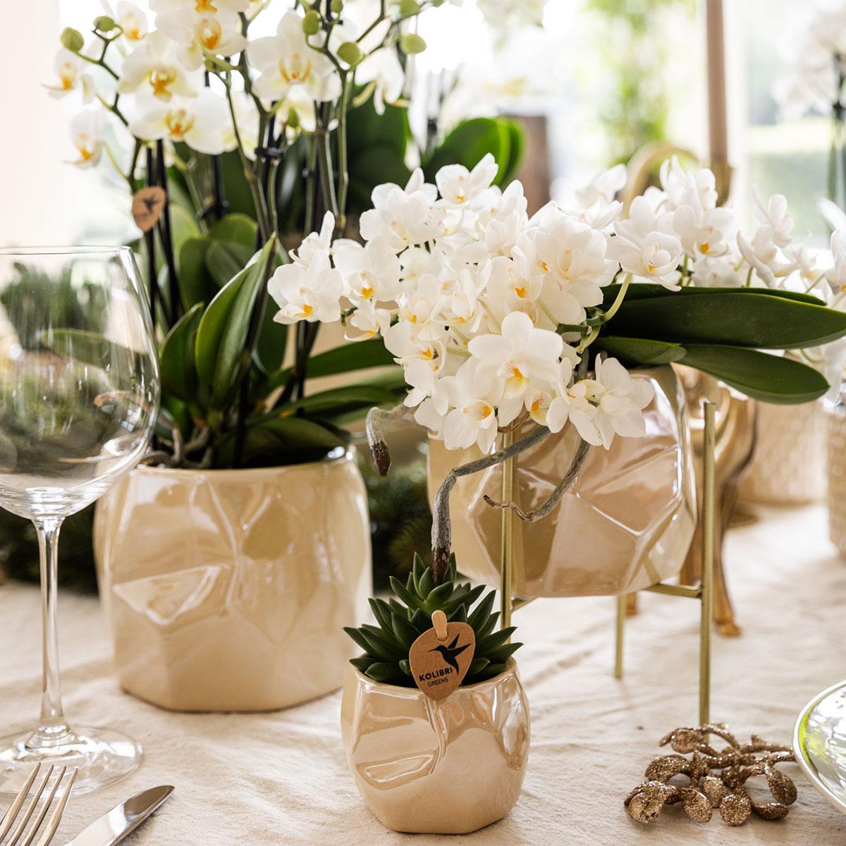 Combi deal - Pearl travertine potten