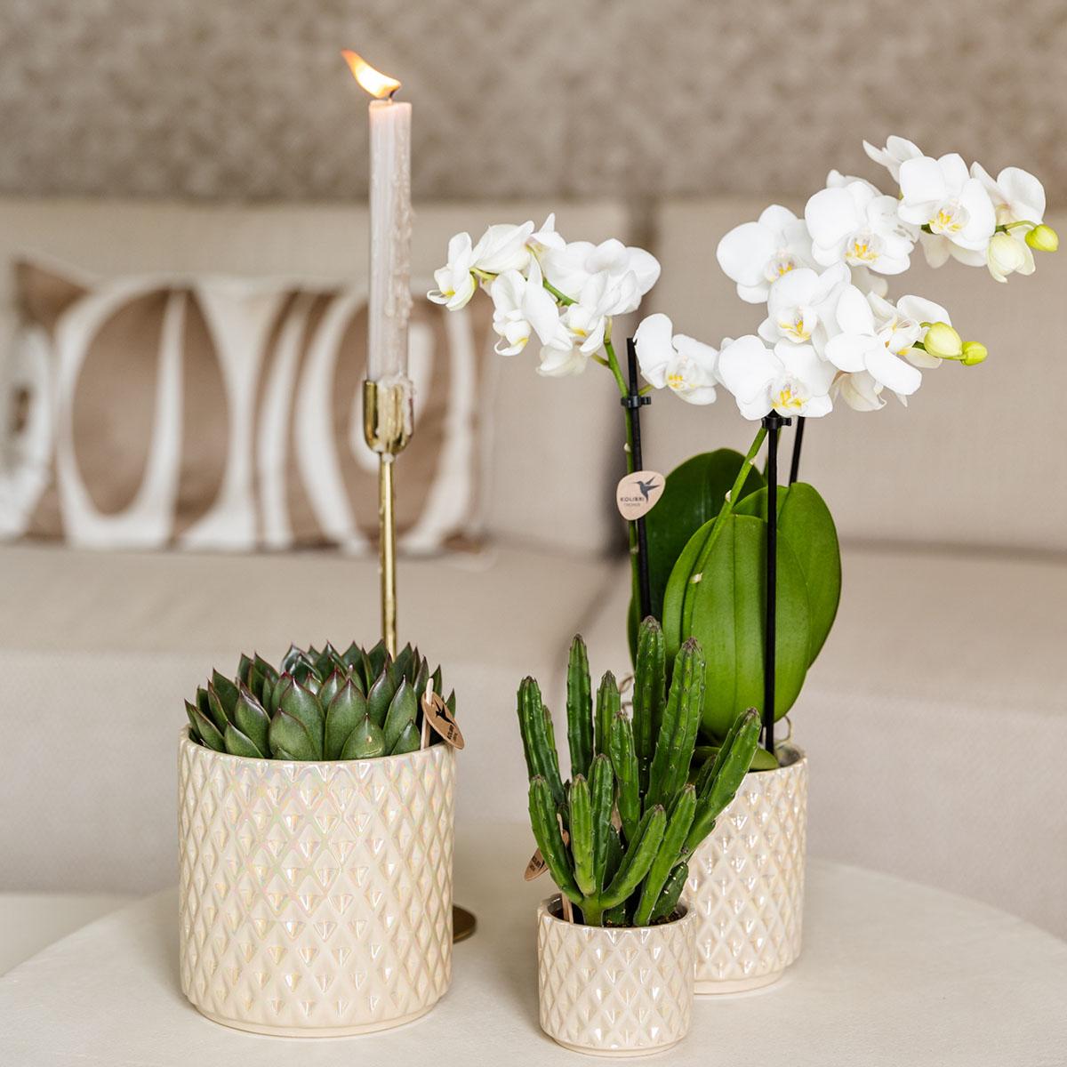 Diamond pearl sierpot - Travertine - Ø6cm