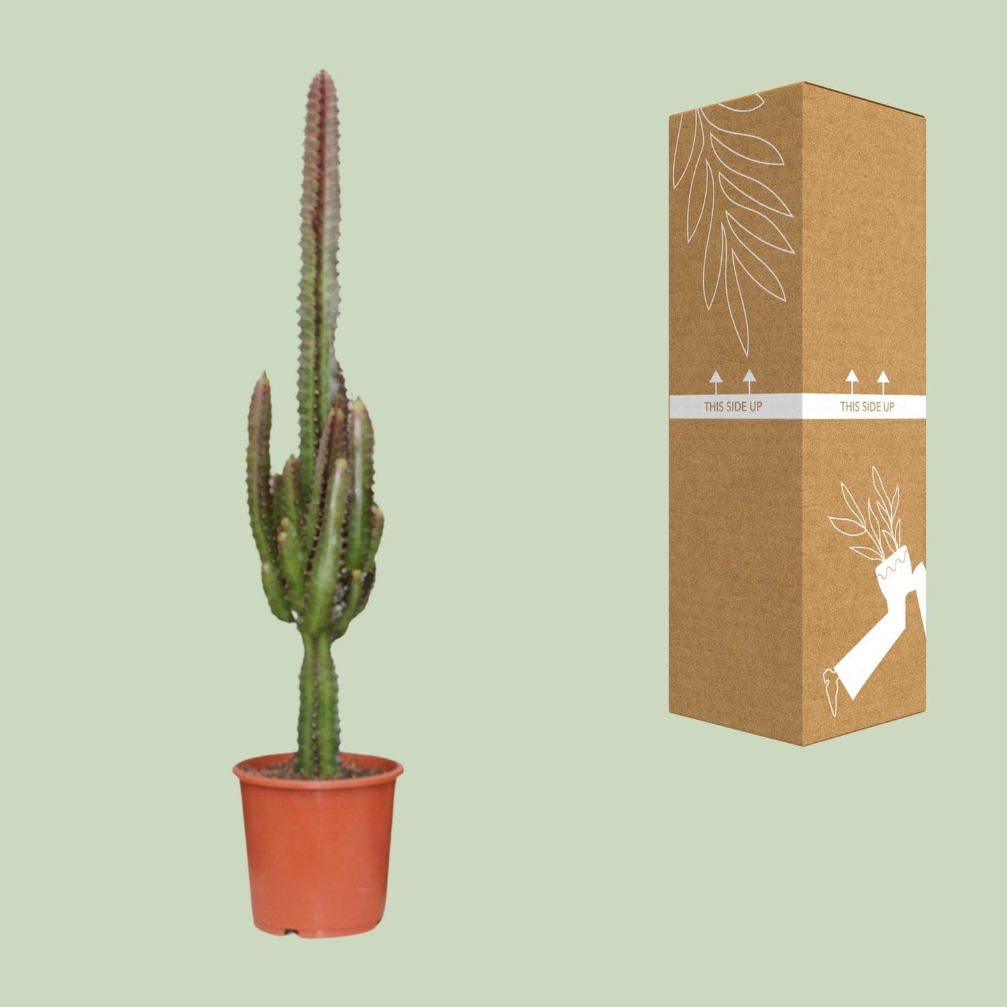 Euphorbia Trigona Rubra