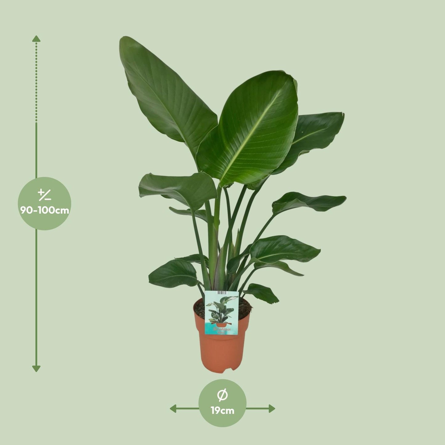 Strelitzia Nicolai - Paradijsvogelplant