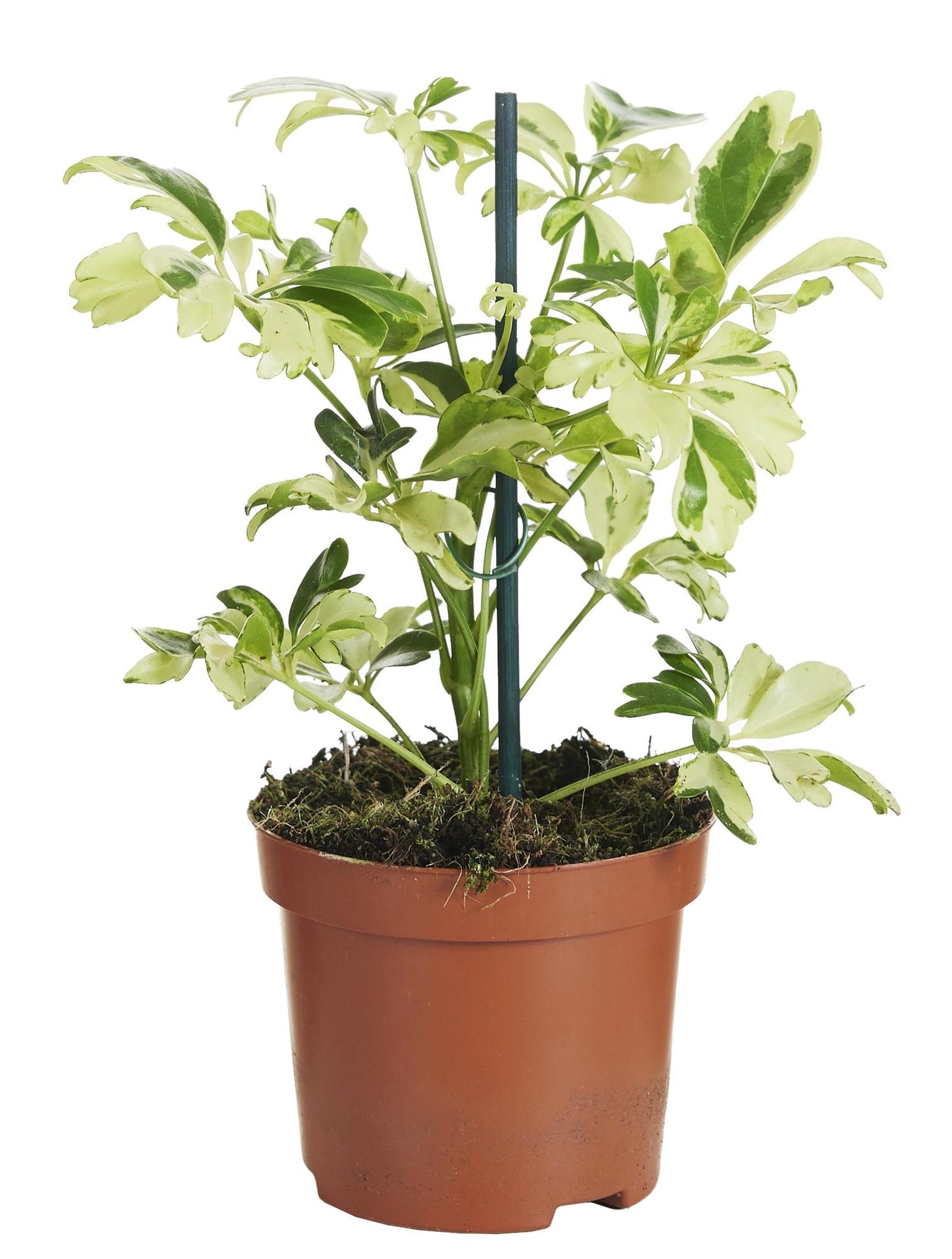 Schefflera Janine