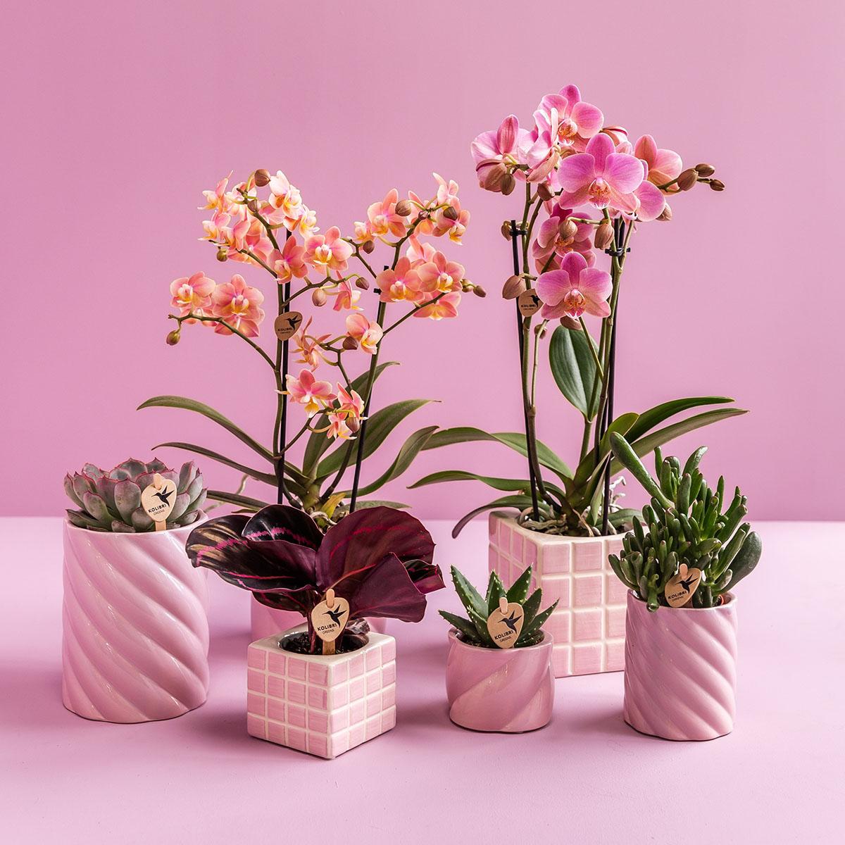 Mosa sierpot - Pink