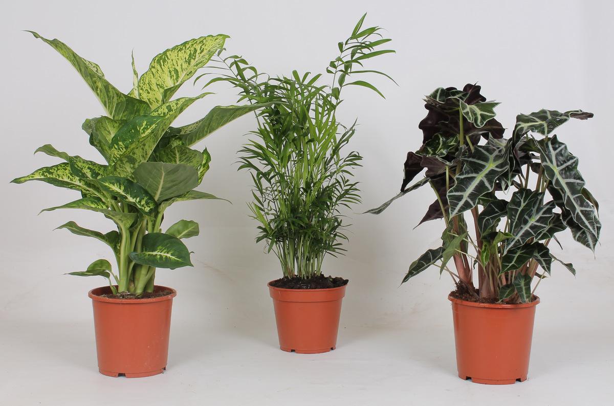 Binnenplanten Mix