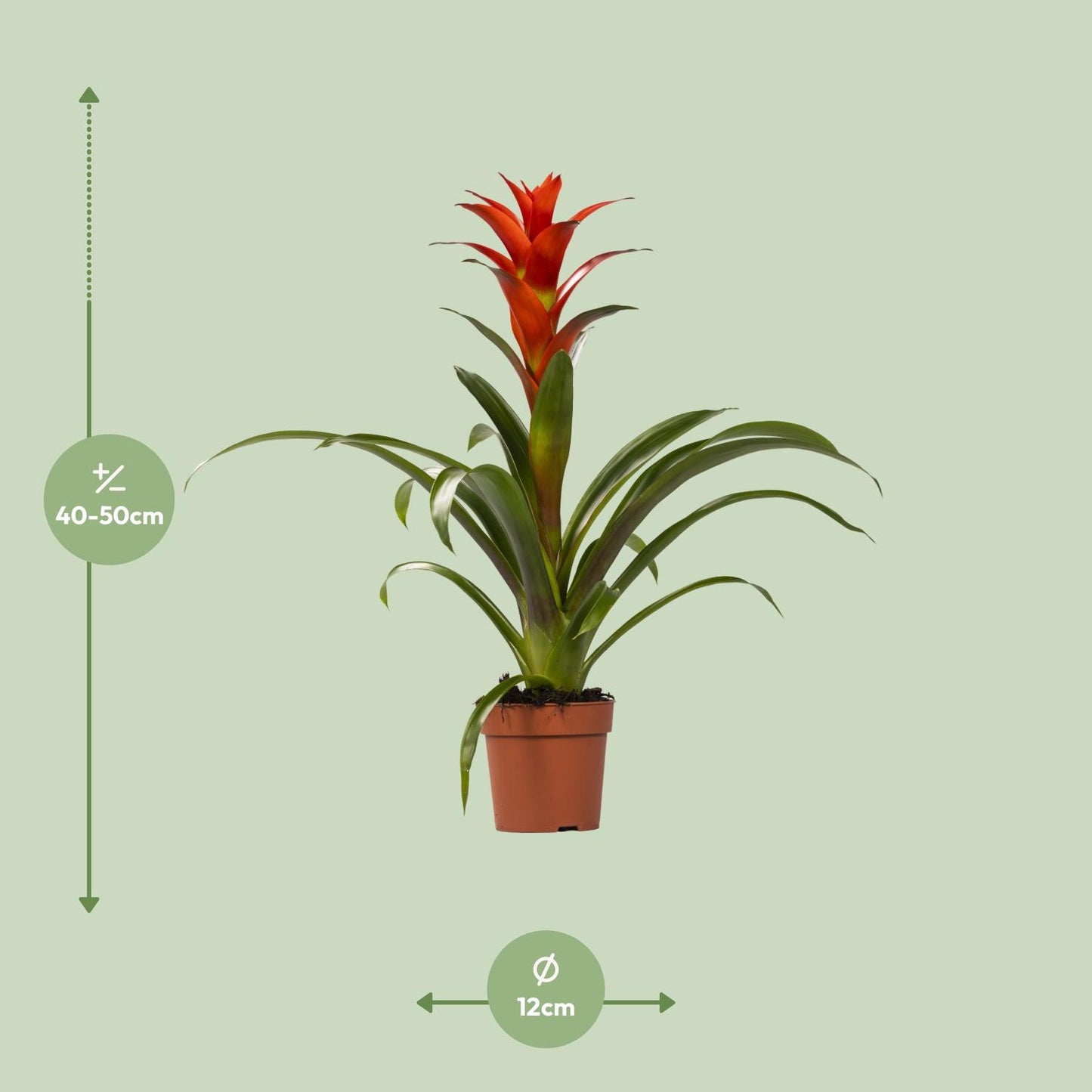 Guzmania Ostara