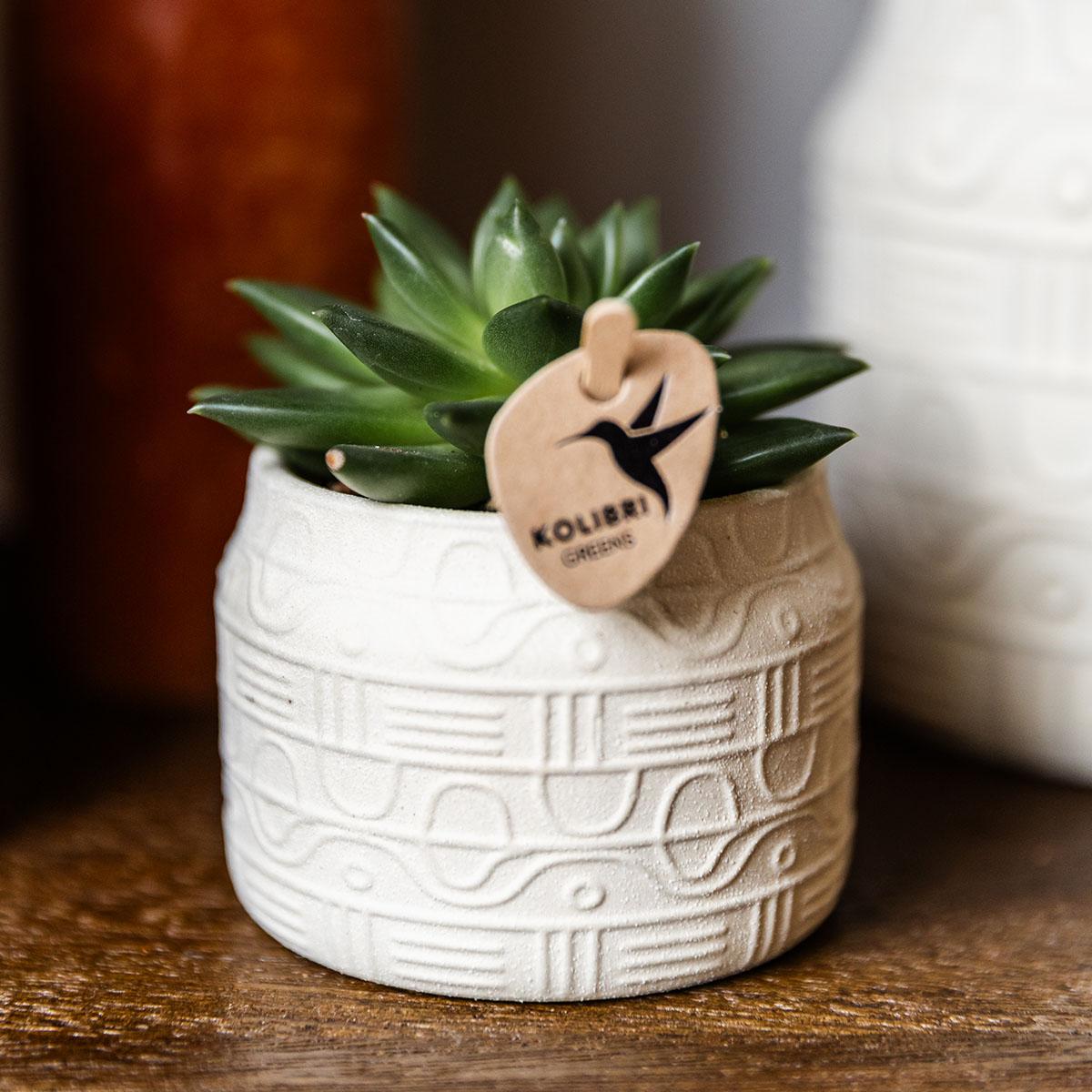 Hyroglyph sierpot - Off White - Ø6cm