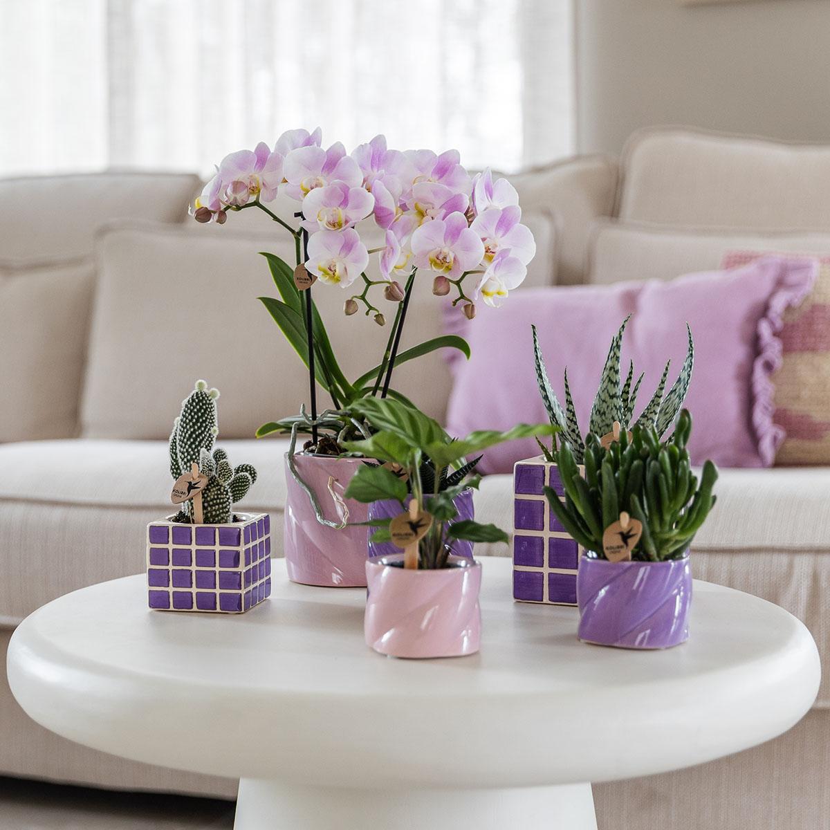 Mosa sierpot - Lilac - Ø6cm