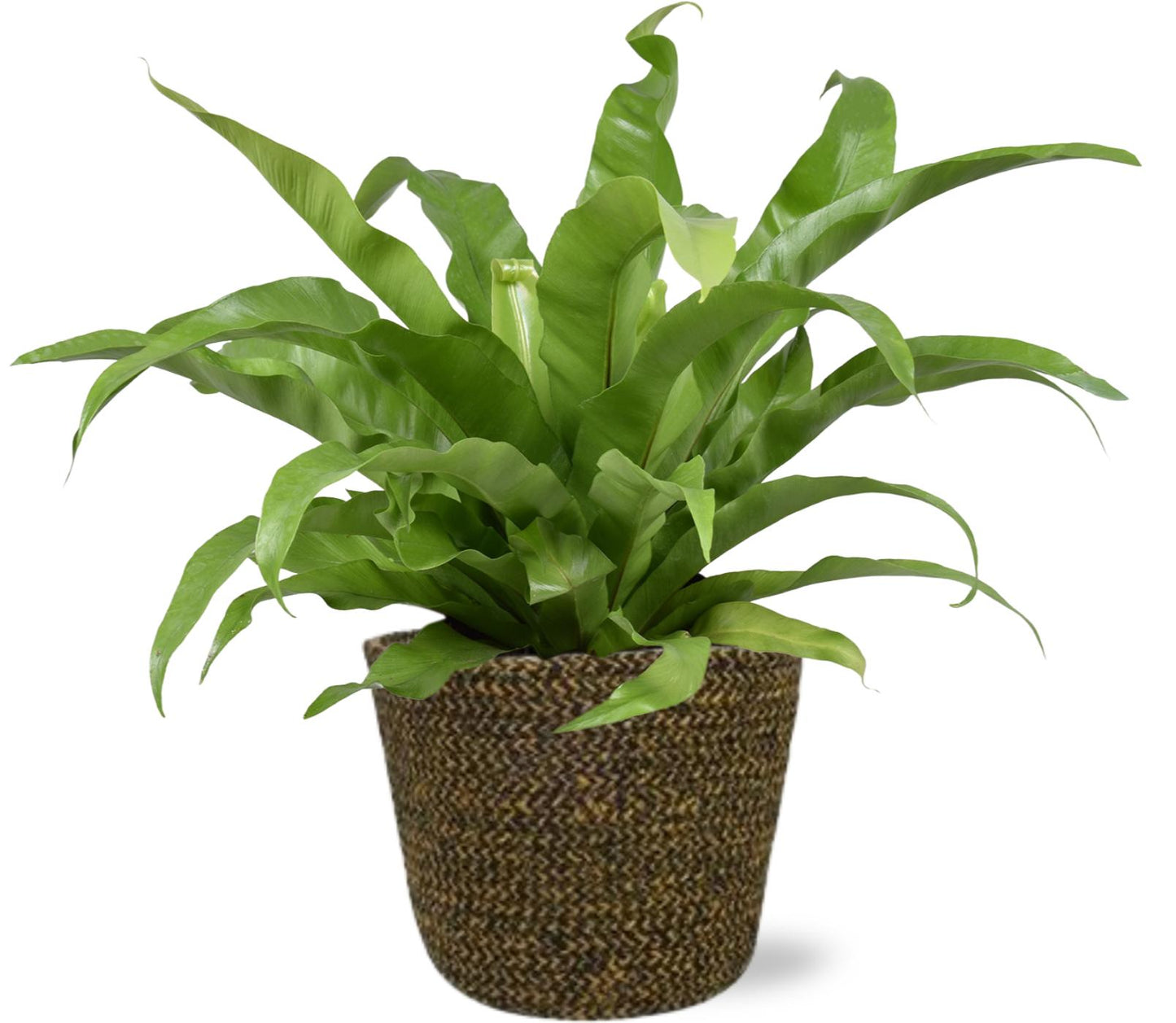 Asplenium Antiquum + Selin Pot Zwart