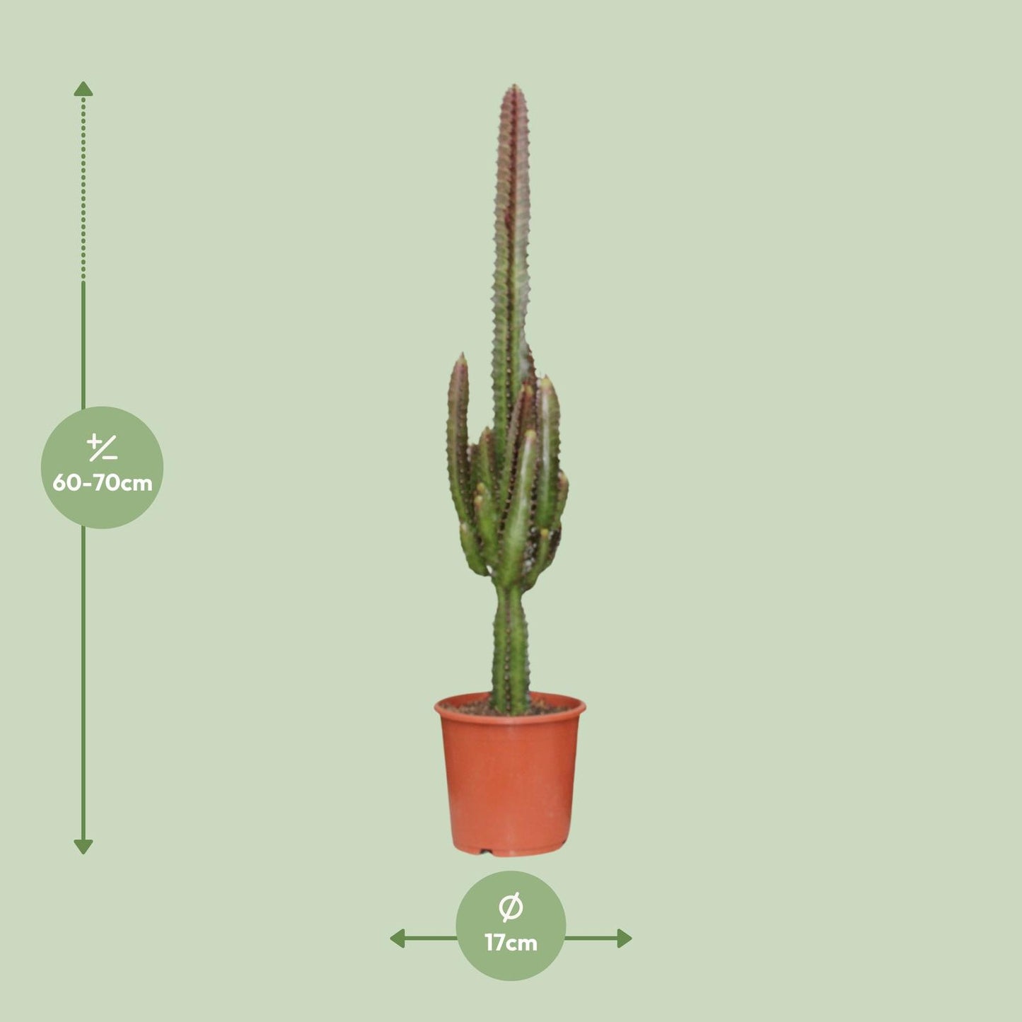 Euphorbia Trigona Rubra