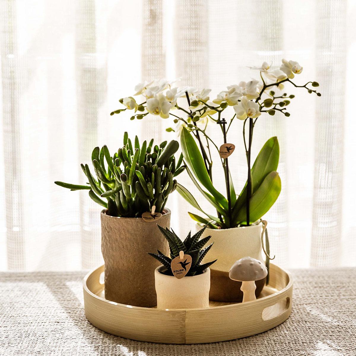 Rustic sierpot wit | Ø6cm