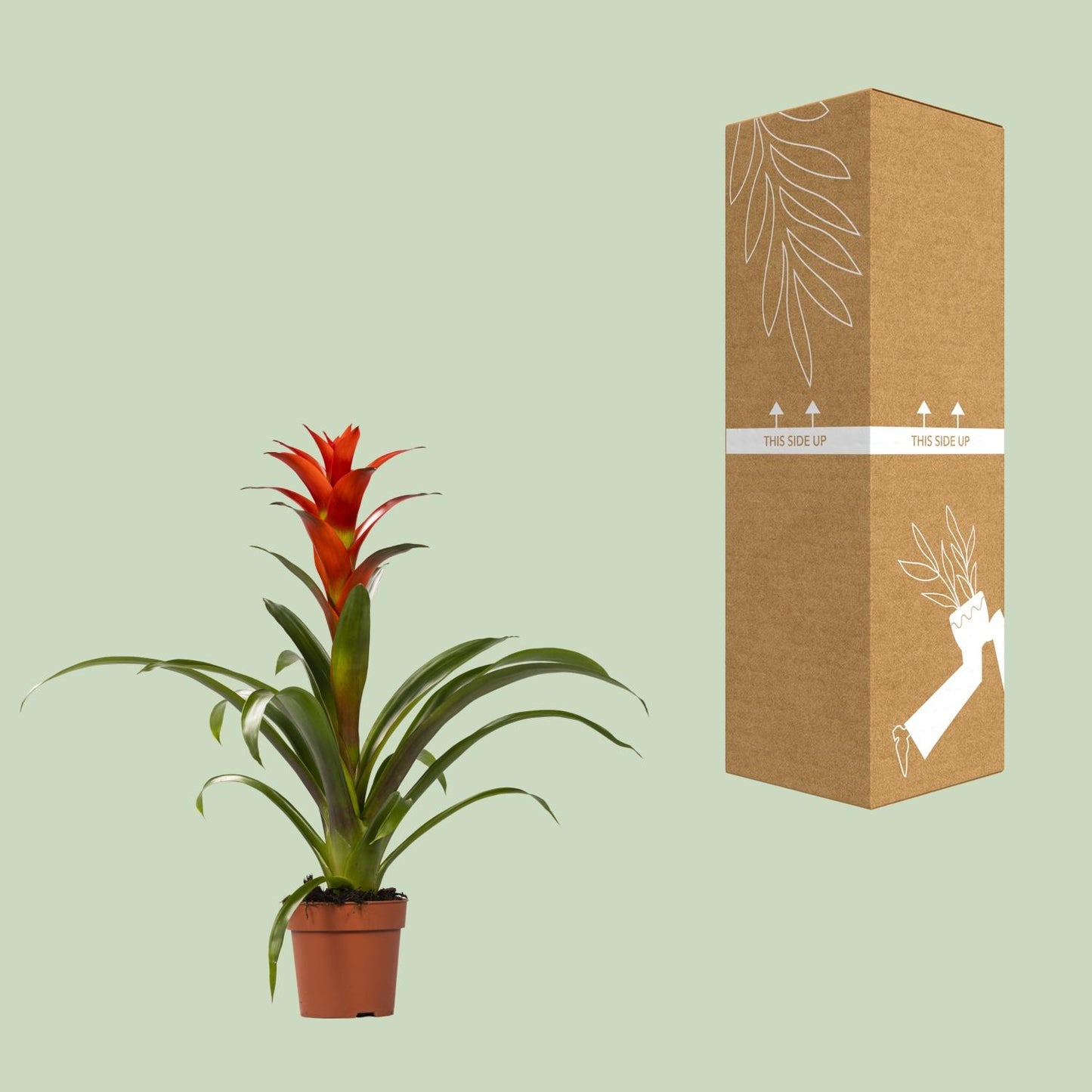 Guzmania Ostara