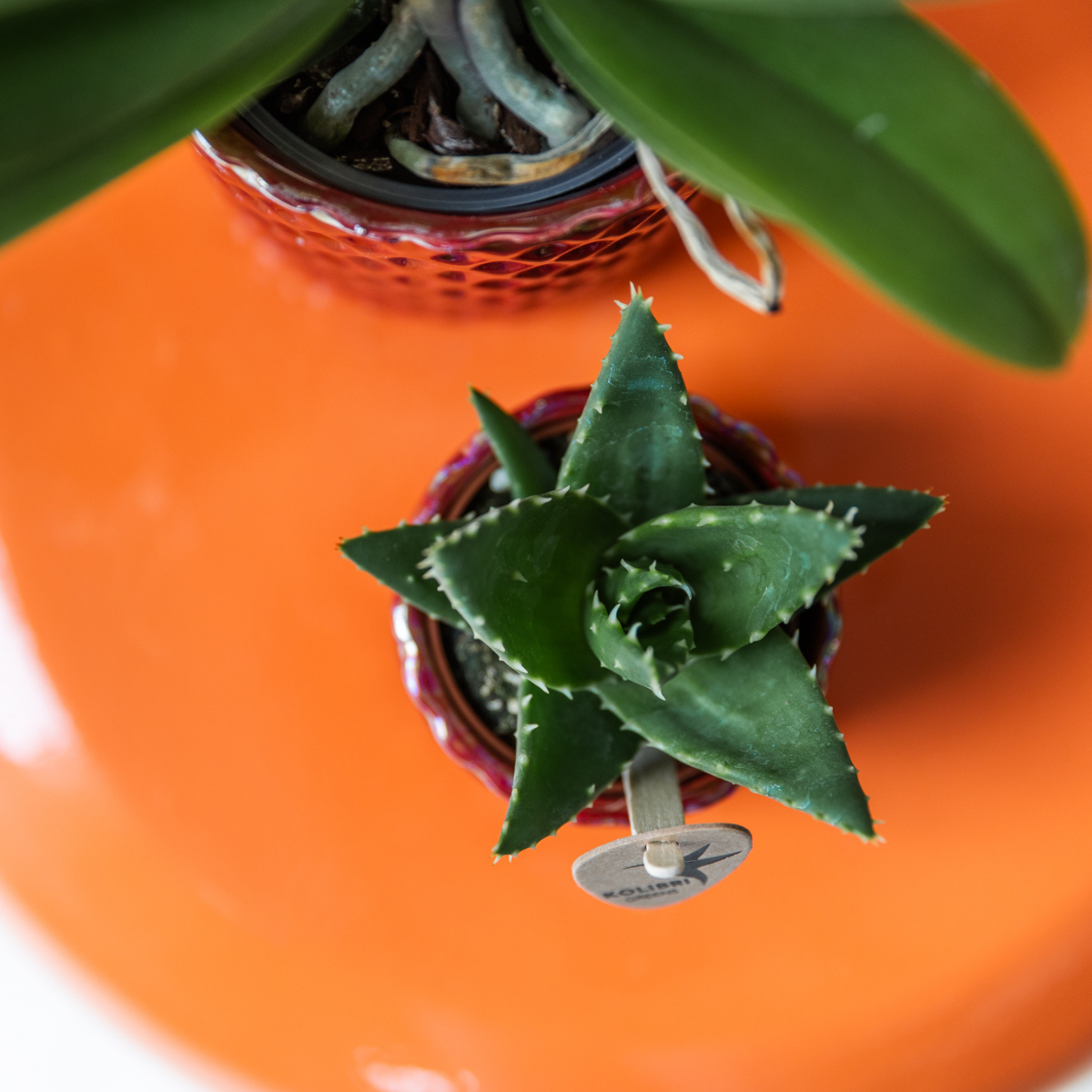 Diamond pearl sierpot - Red - Ø6cm