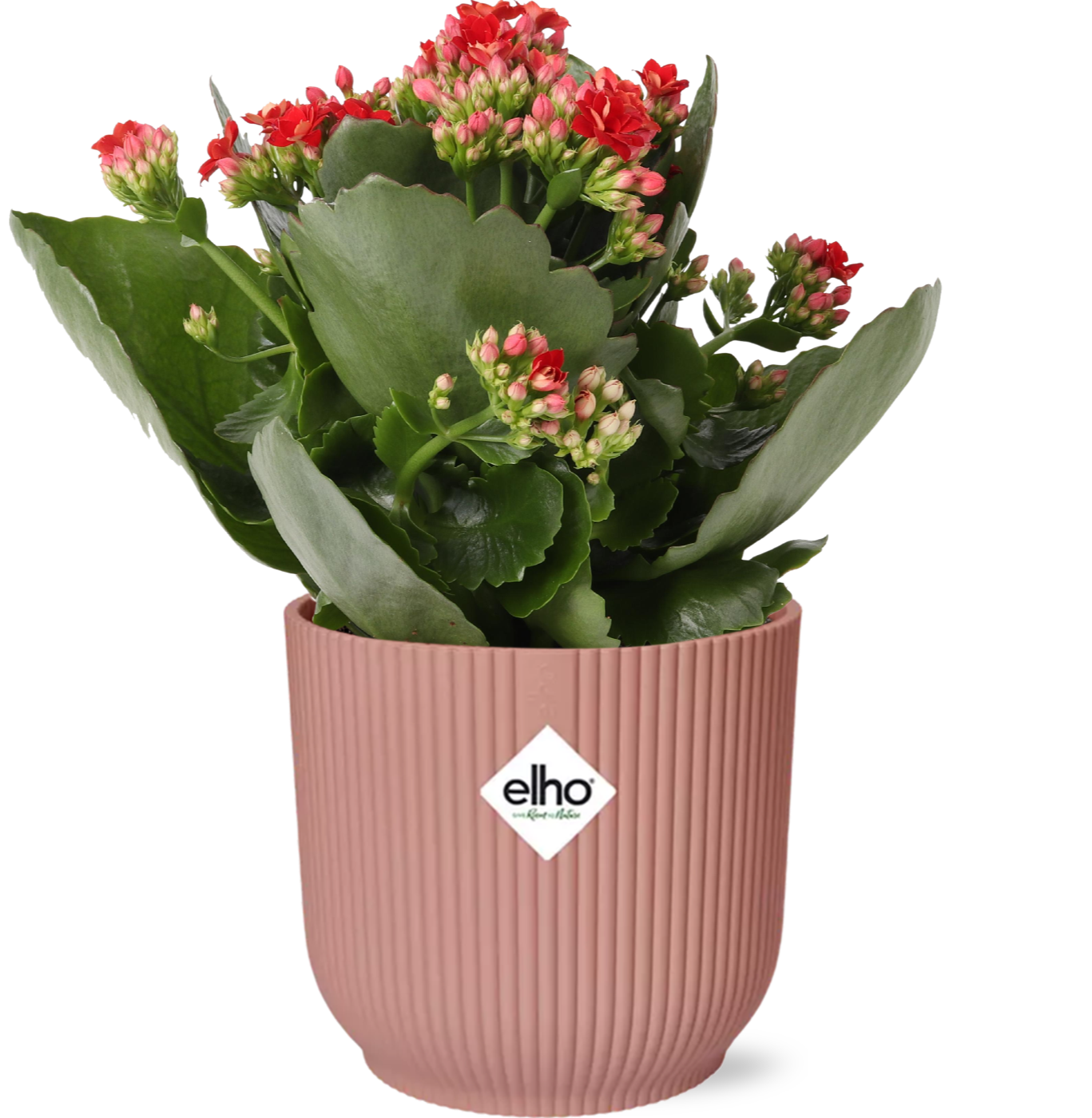 Kalanchoe Rosalina Don Justino Rood + ELHO Vibes Fold roze