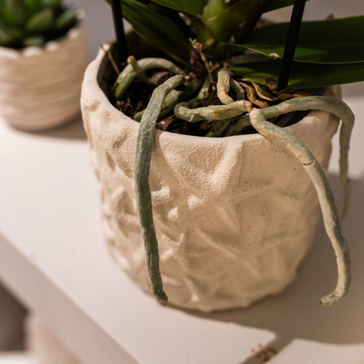 Star Fish sierpot - Off White - Ø9cm