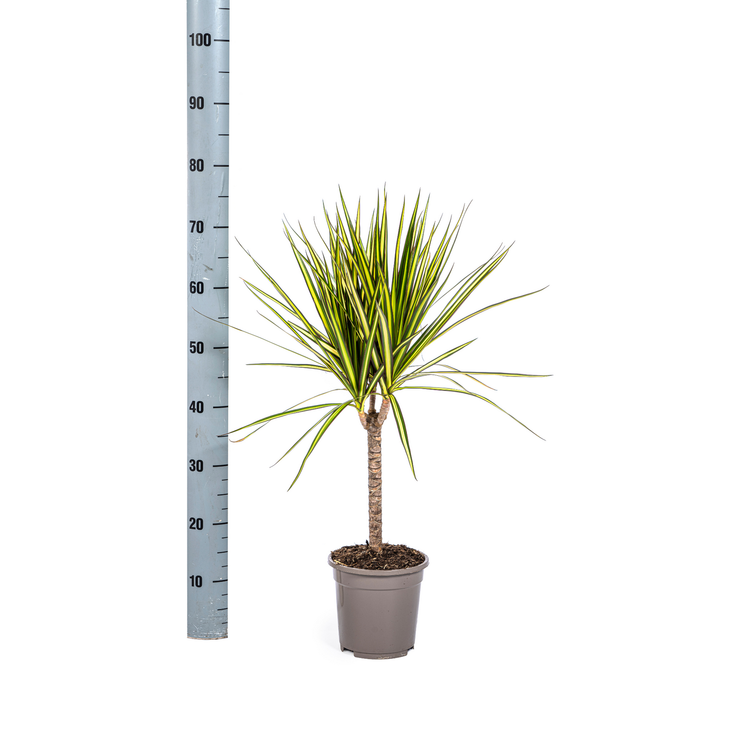 Dracaena Marginata Sunray