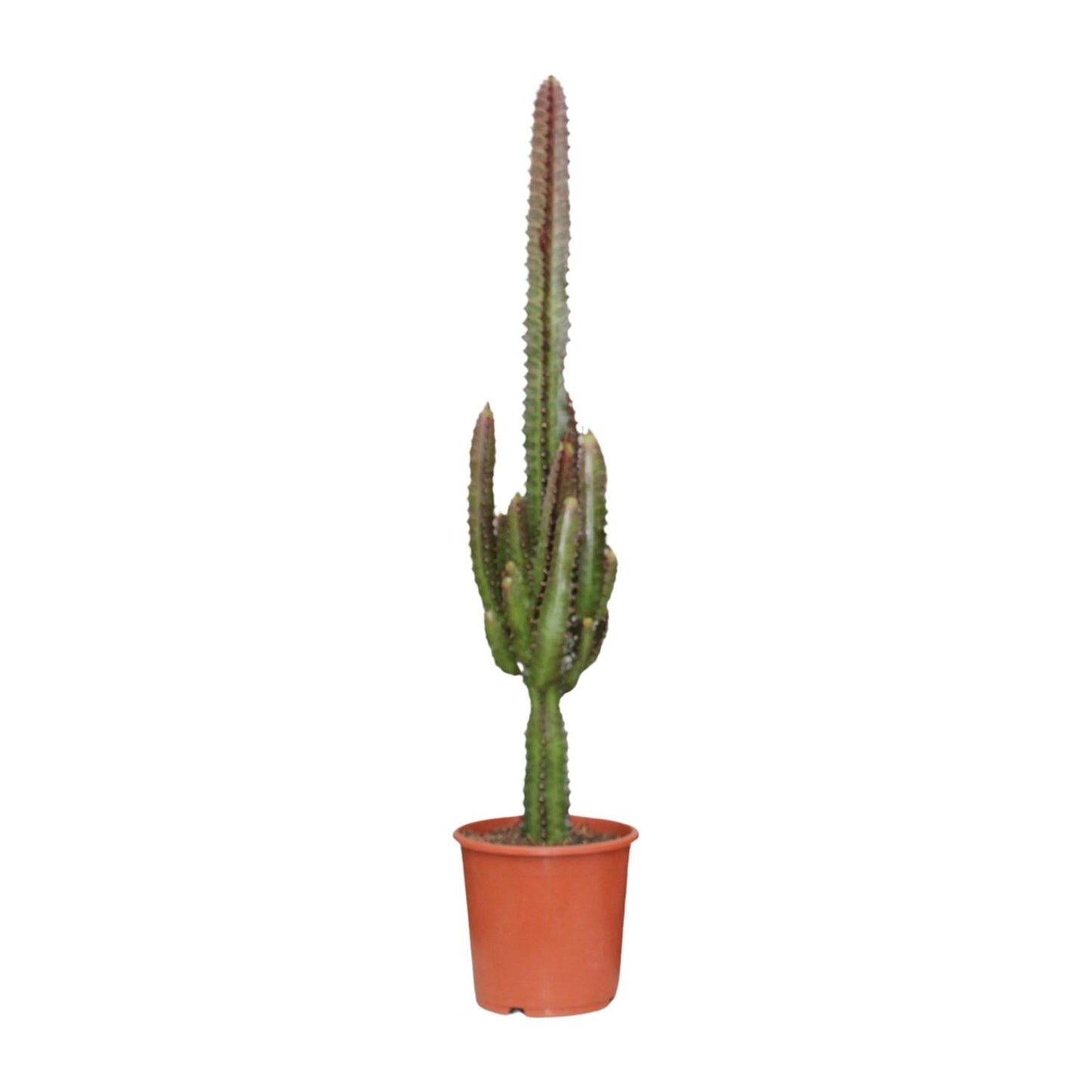 Euphorbia Trigona Rubra