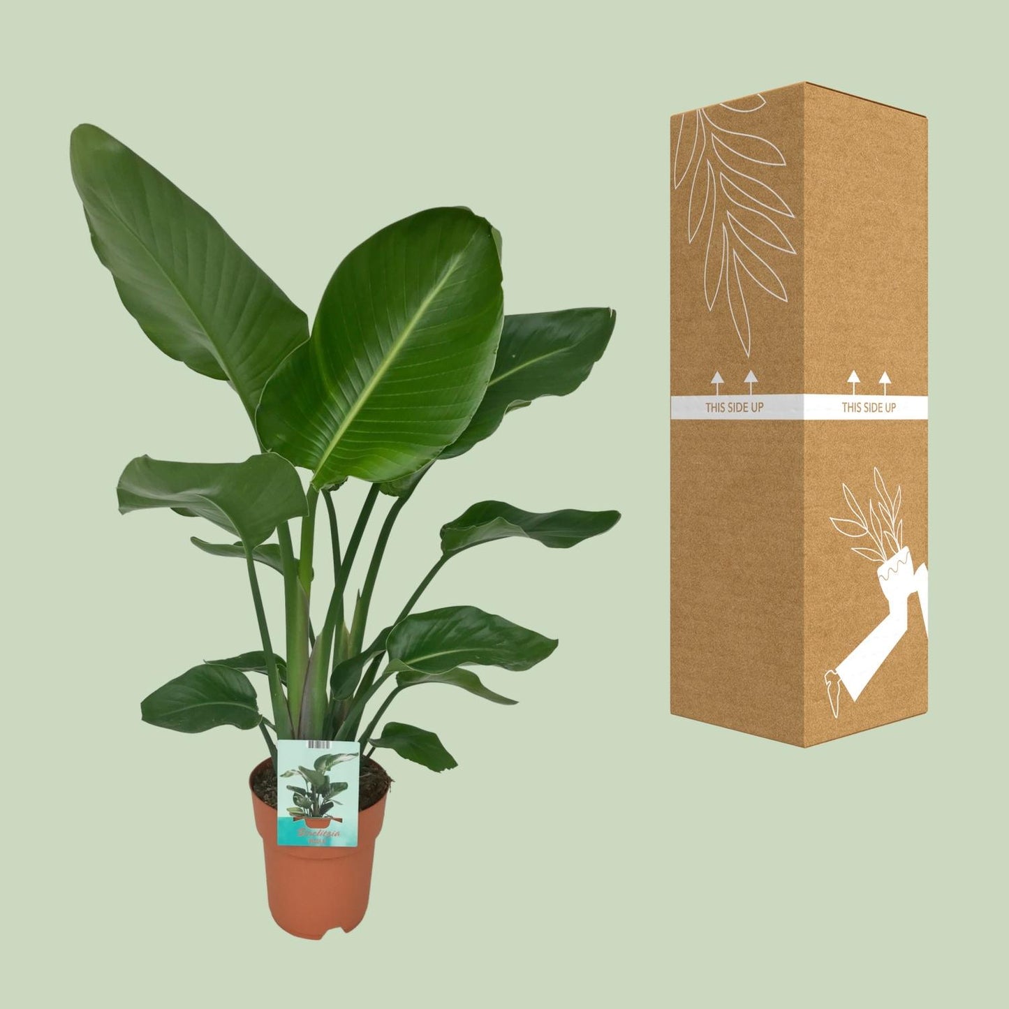 Strelitzia Nicolai - Paradijsvogelplant
