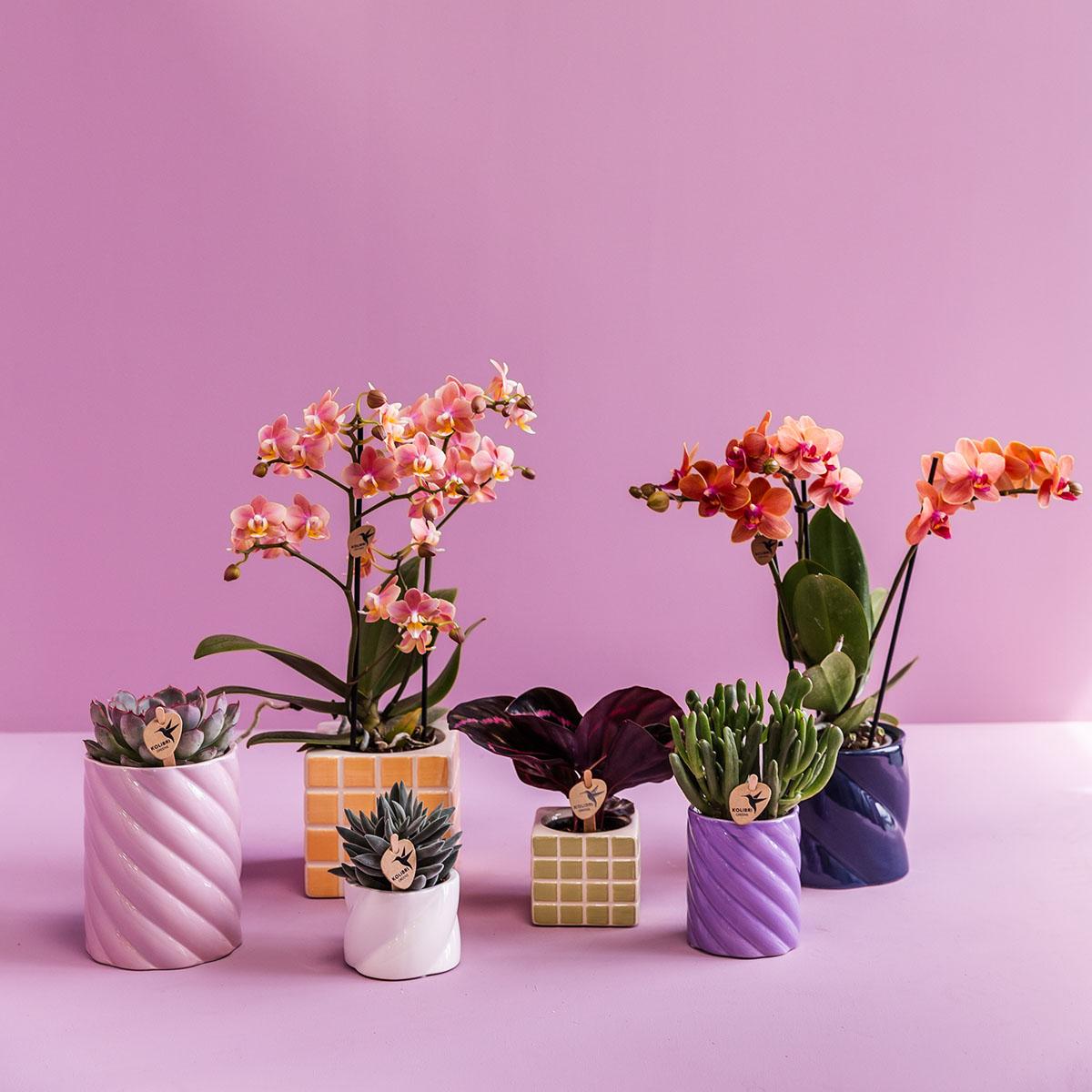 Mosa sierpot Oranje