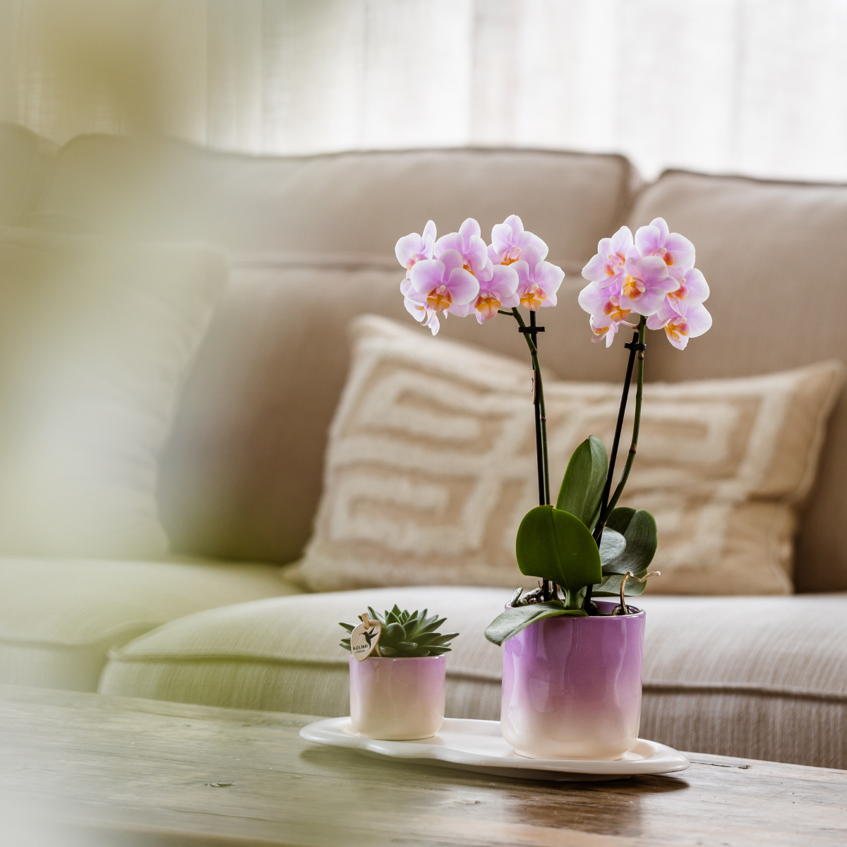 Roze Phalaenopsis Orchidee Andorra en Succulent incl. keramieken sierpotten