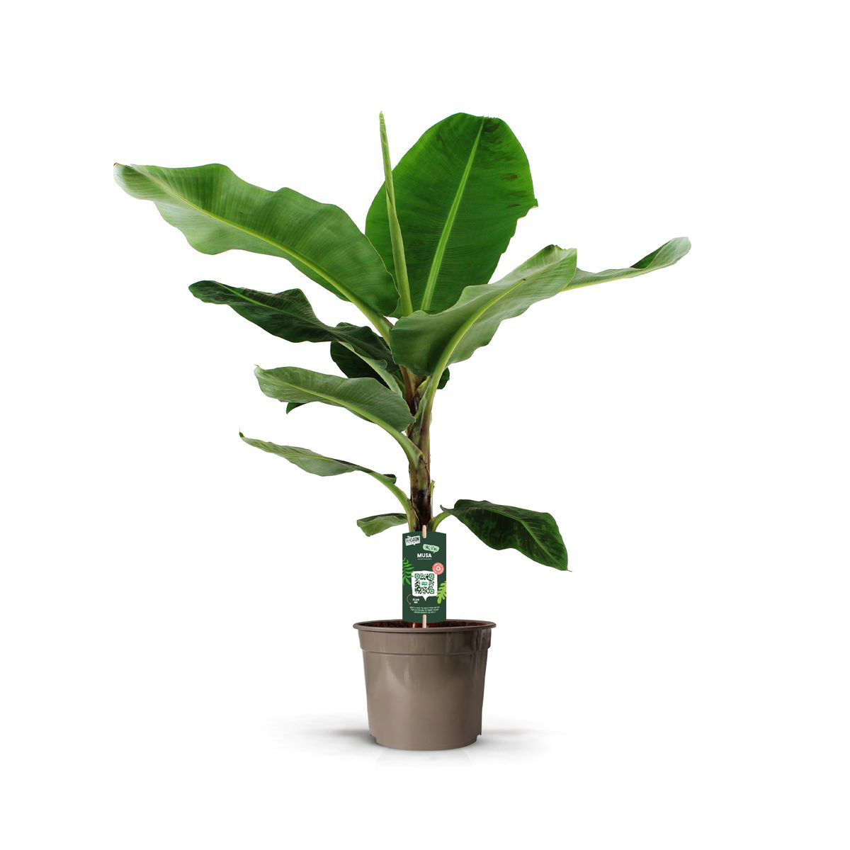 Bananenplant (Musa) met grote groene bladeren in een pot van 27 cm, ideaal voor tropische sfeer in huis.