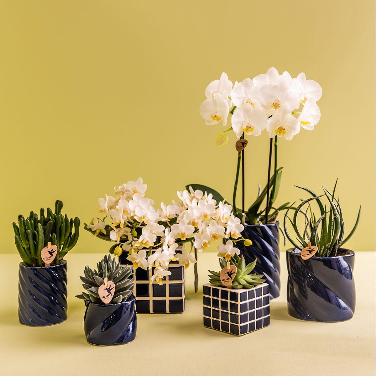 Candy sierpot Hoog - Blue