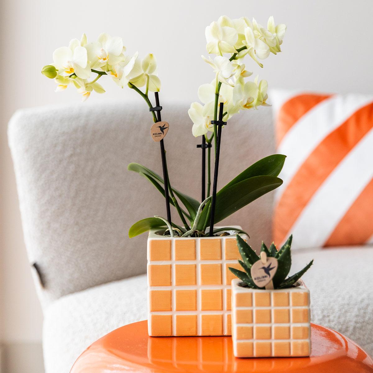 Mosa sierpot Oranje