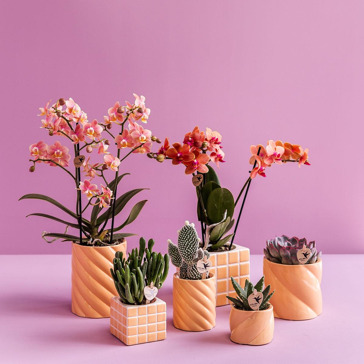Mosa sierpot - Orange - Ø6cm