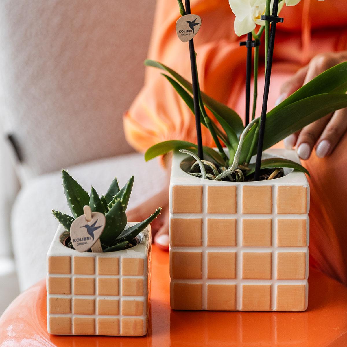 Mosa sierpot Oranje