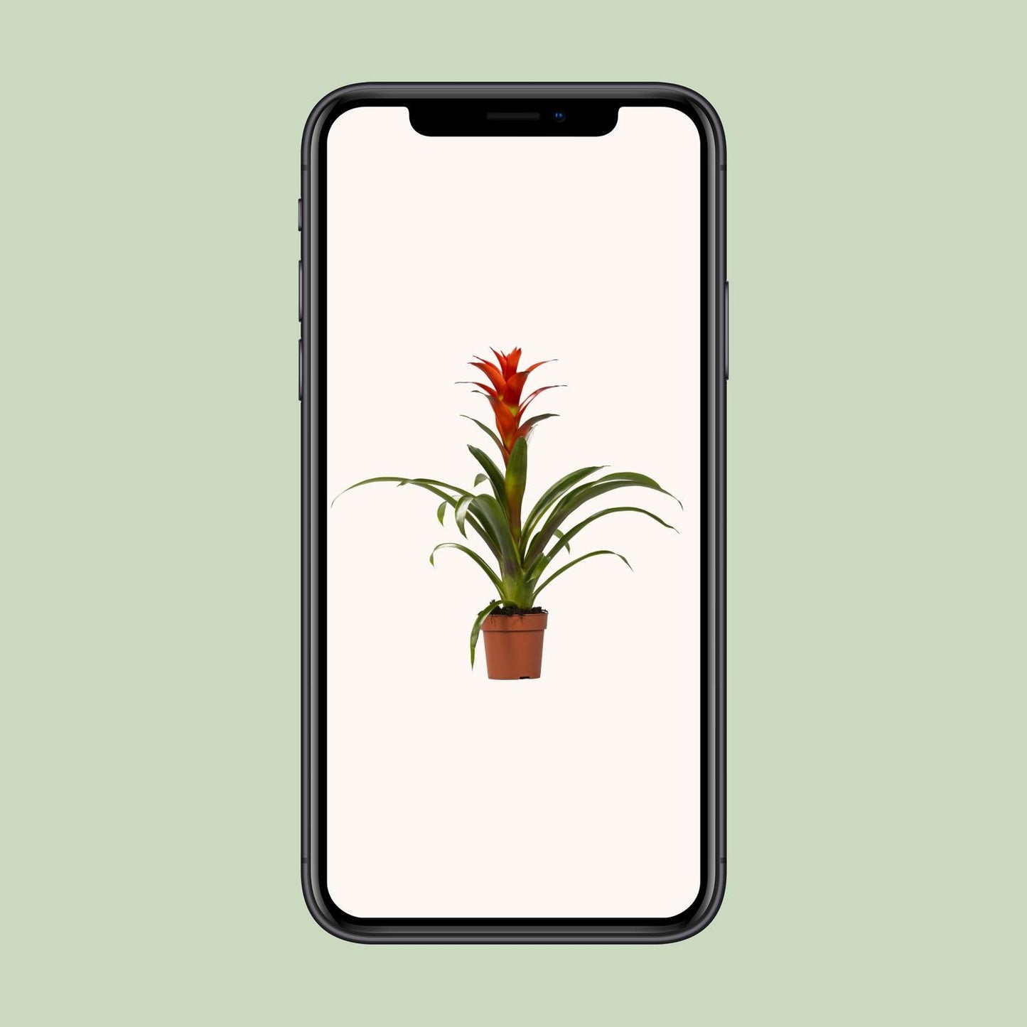 Guzmania Ostara