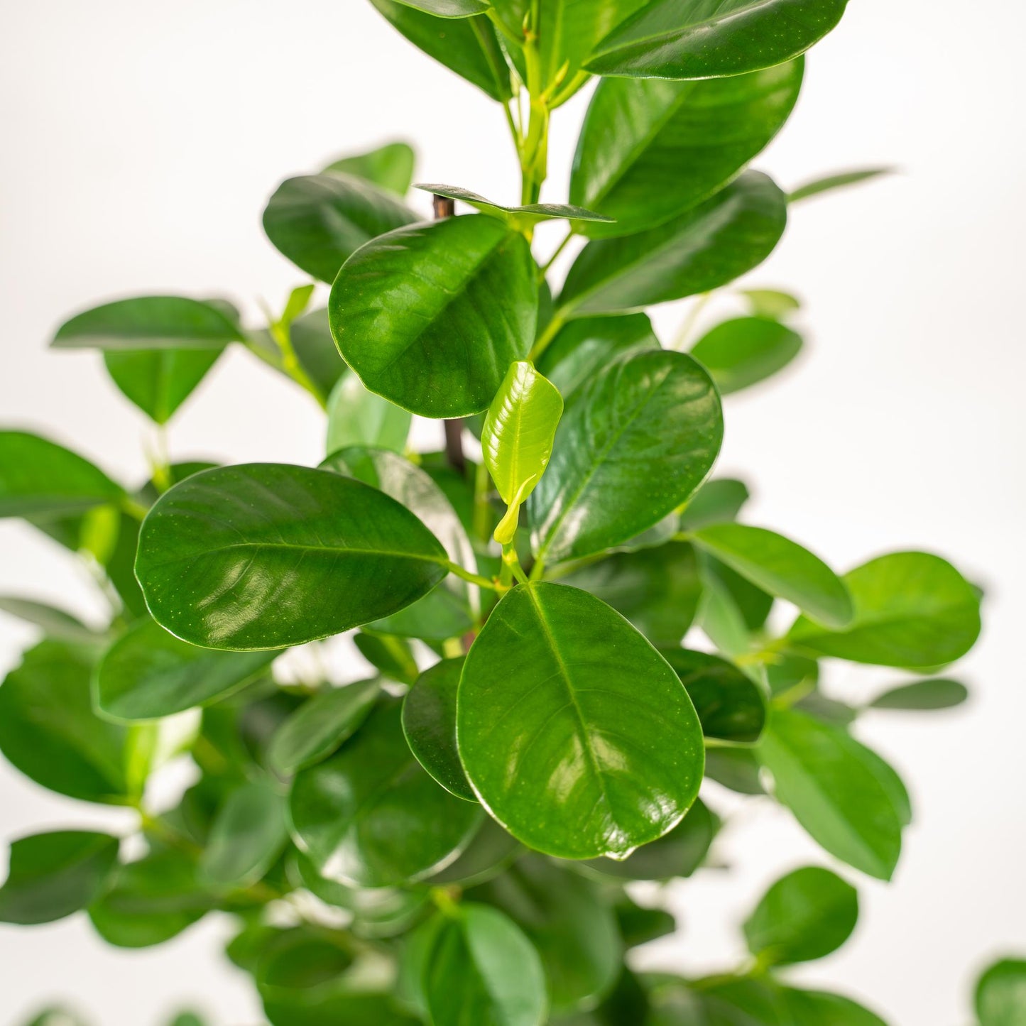Ficus microcarpa Moclame + Pot Mayk Lead