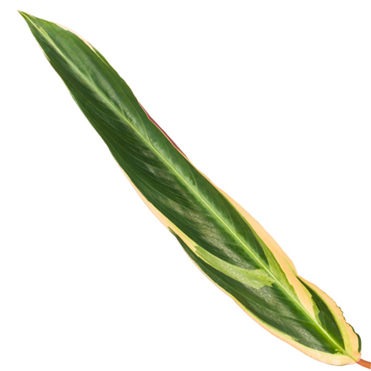 Calathea Triostar (Stromanthe)