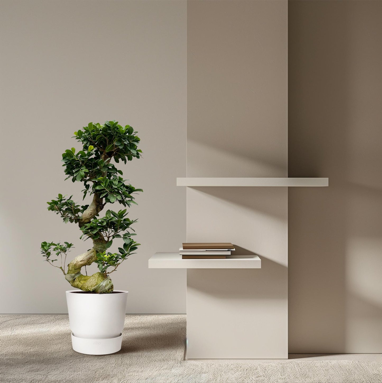Ficus Microcarpa Ginseng