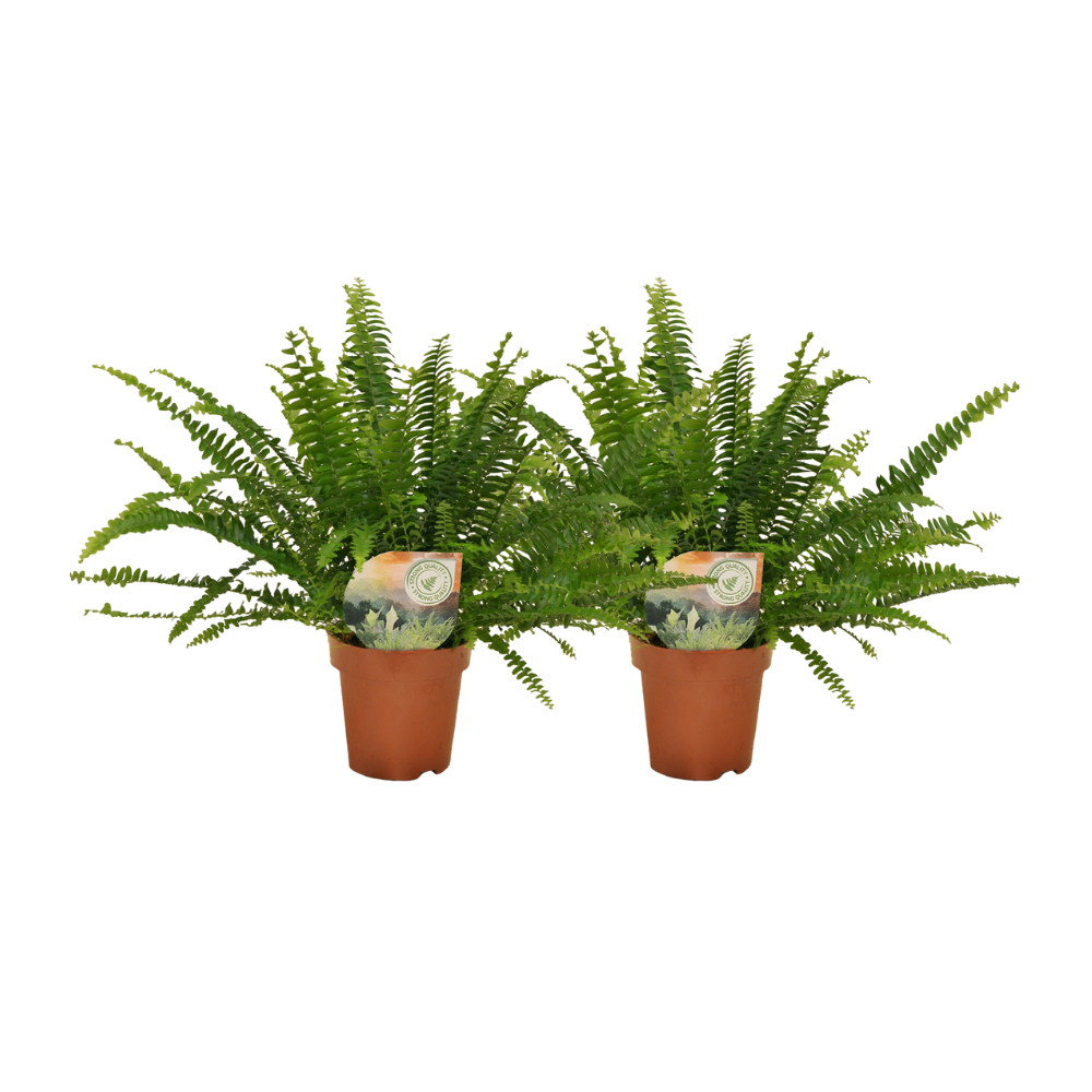 Nephrolepis krulvaren