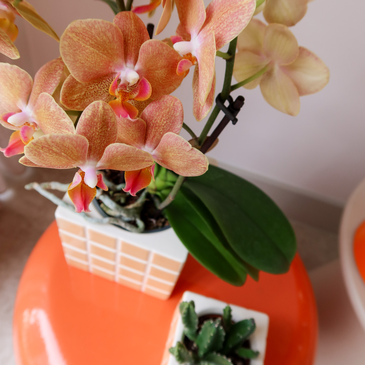 Mosa sierpot - Orange - Ø6cm