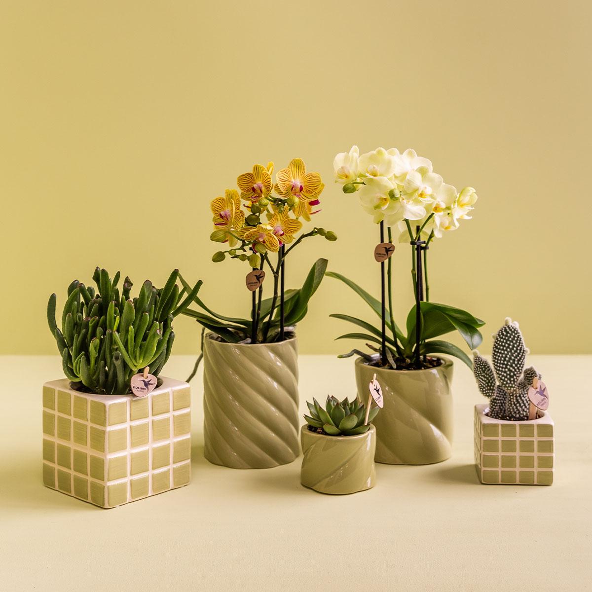 Mosa sierpot - Green