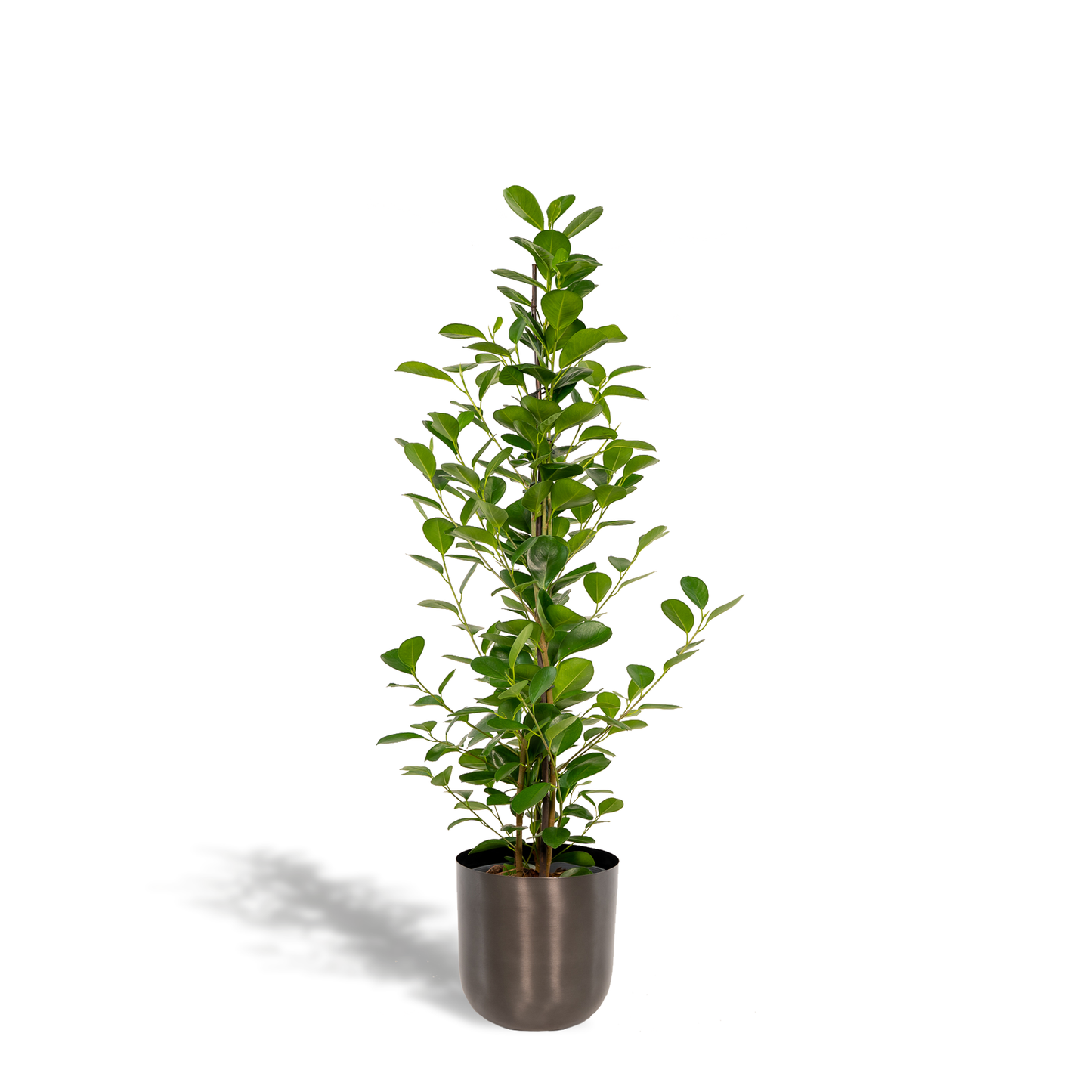 Ficus microcarpa Moclame + Pot Mayk Lead
