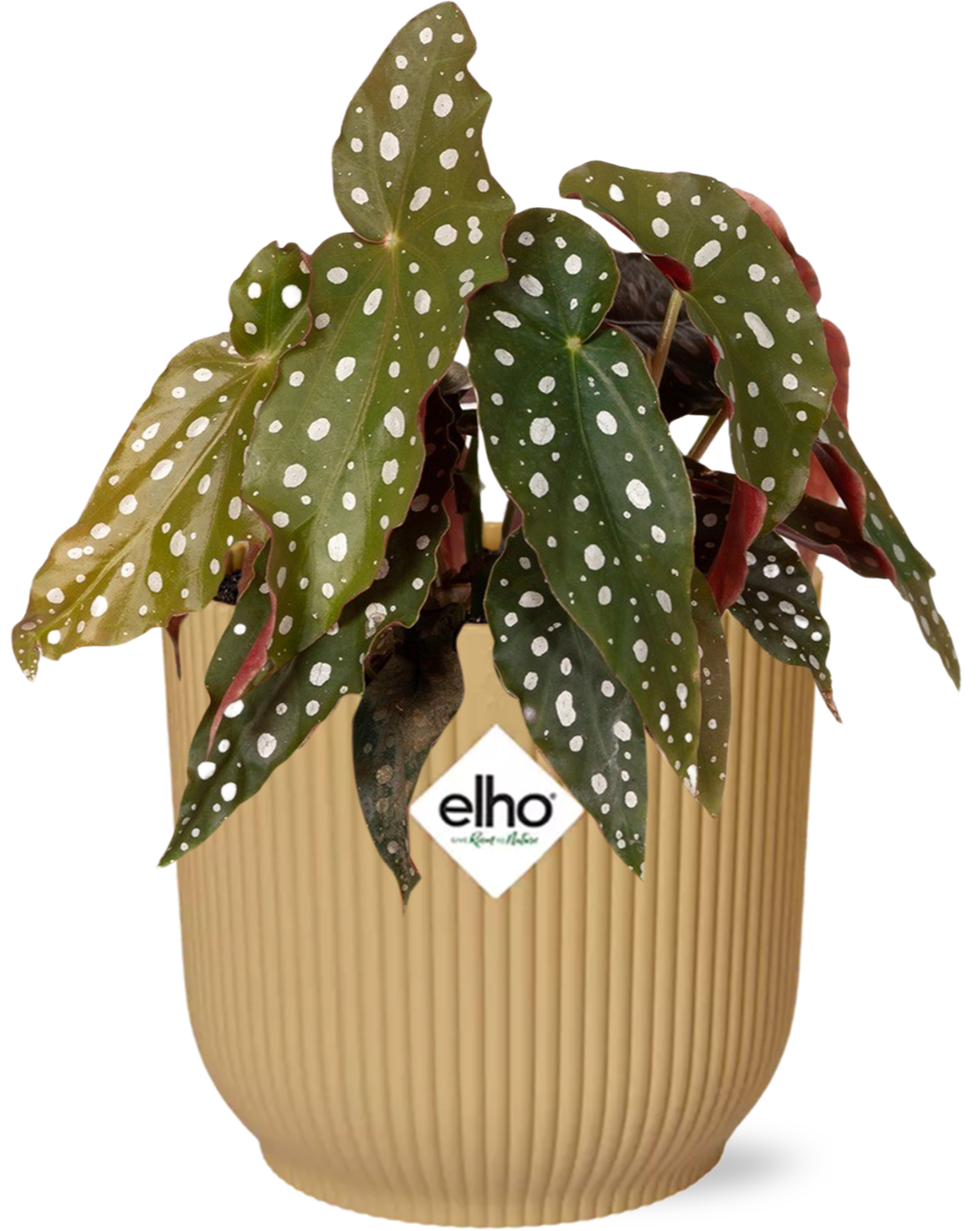 Begonia Maculata ELHO geel