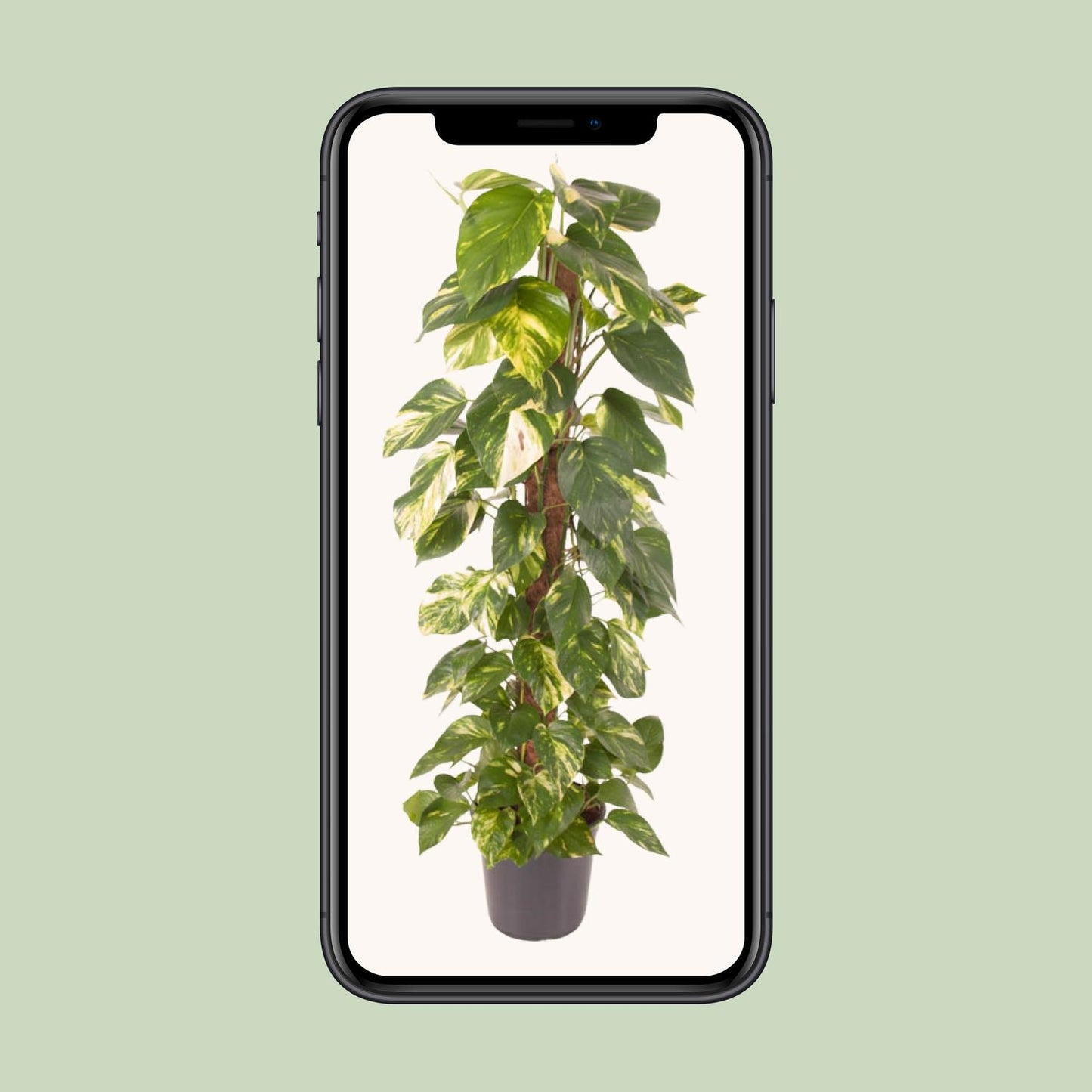 Epipremnum Pinnatum