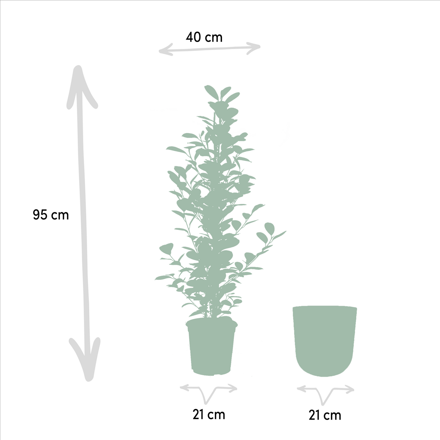Ficus microcarpa Moclame + Pot Mayk Lead