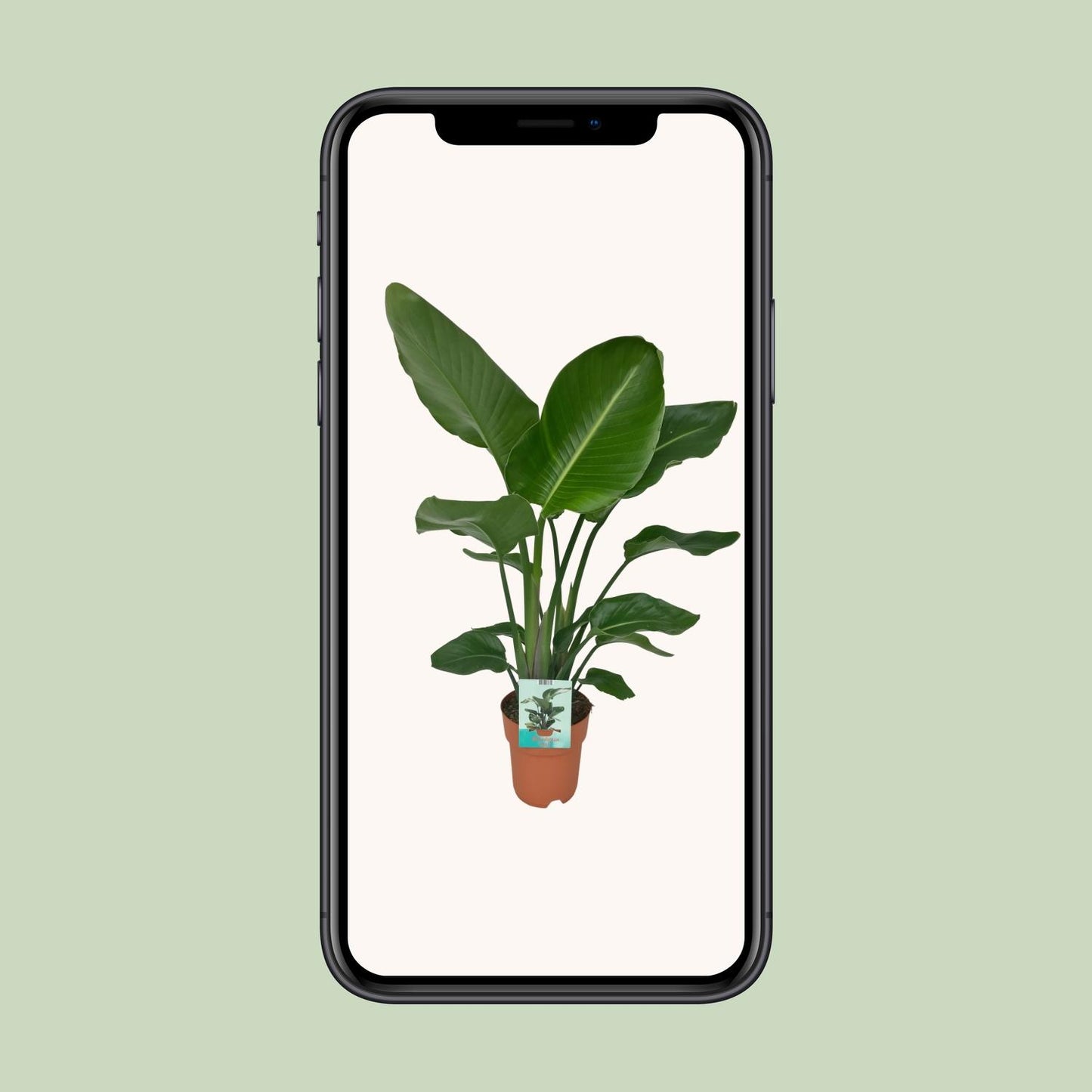 Strelitzia Nicolai - Paradijsvogelplant