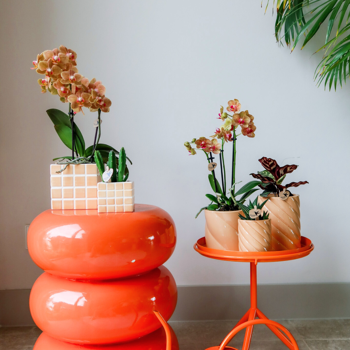 Mosa sierpot - Orange - Ø6cm