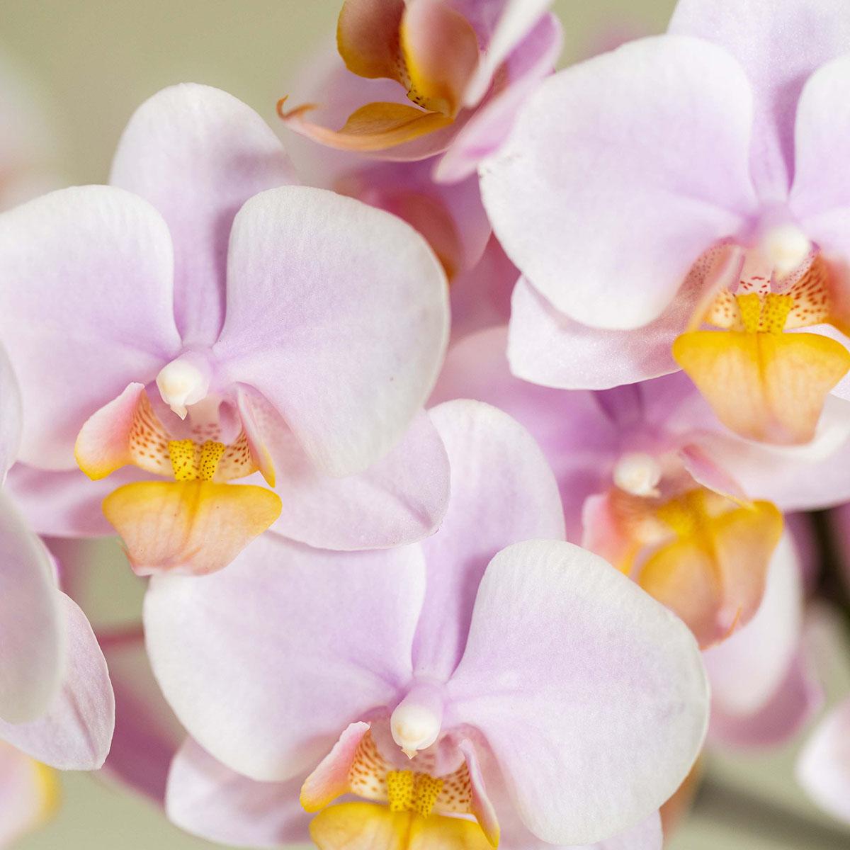 Roze Phalaenopsis Orchidee Andorra en Succulent incl. keramieken sierpotten