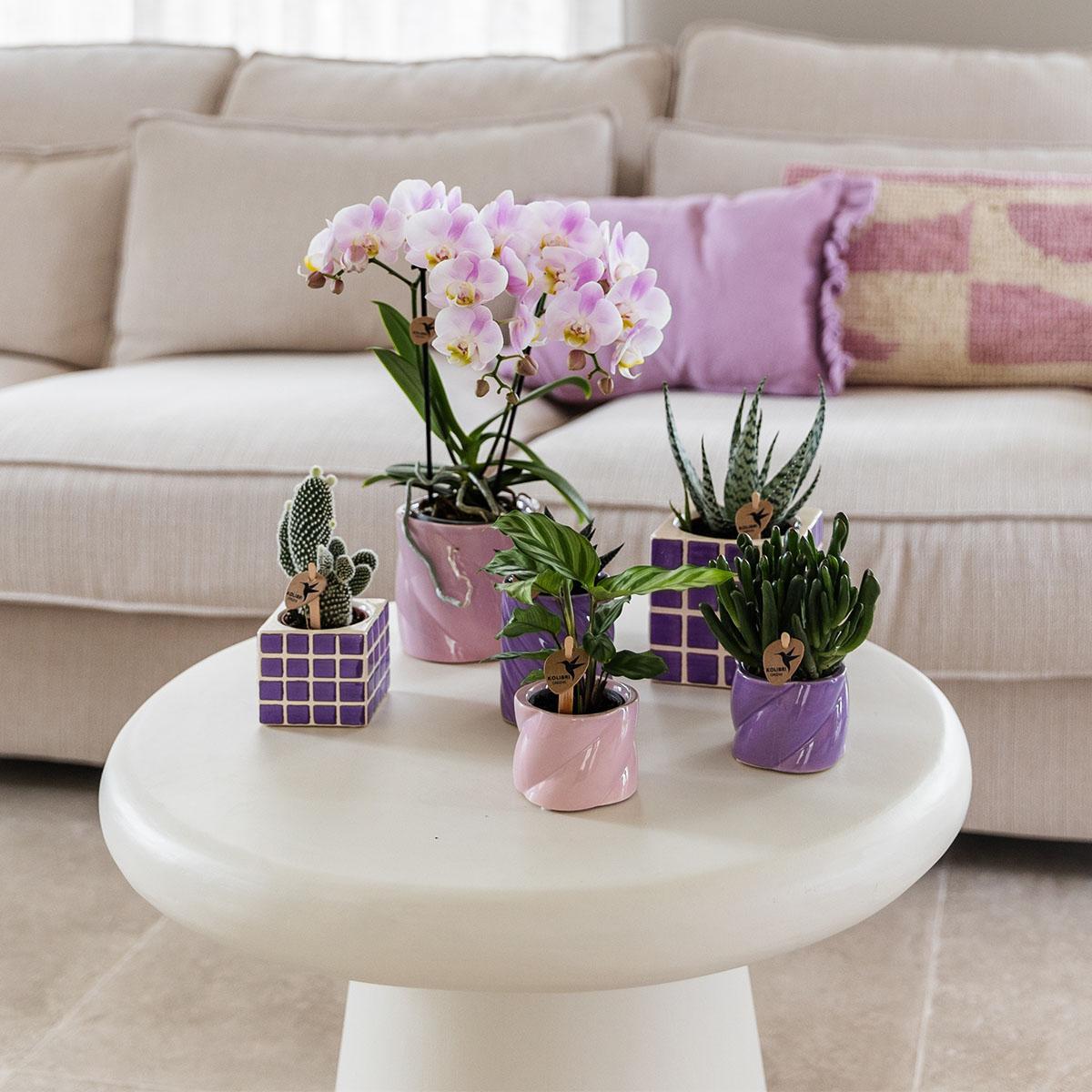 Mosa sierpot - Lilac