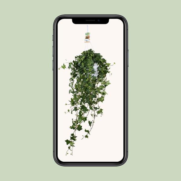 Hedera Helix Pitsburg - Hang/XXL