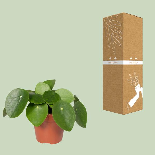 Pilea Peperomiodes - Pannekoekenplant