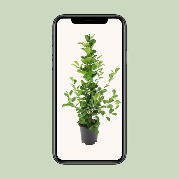 Ficus microcarpa Moclame