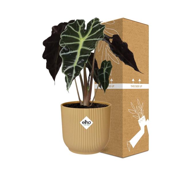 #AlocasiaPolly #IndoorPlants #Houseplants #DecorativePlants #PottedPlants #14cmPot #YellowPot #ELHOVibes #VibesFoldPot #ModernPlantDesign #TropicalPlants #EvergreenPlants #OrnamentalPlants #LowMaintenancePlants #HomeDecor #OfficePlants #LivingRoomPlants #UniqueHouseplants #EasyCarePlants #StatementPlant #GreeneryDecor #PlantLovers #UrbanJungle #PlantParenthood #AirPurifyingPlants