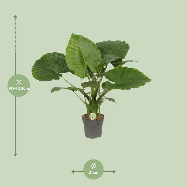 #AlocasiaCalifornia
#HousePlants
#IndoorPlants
#TropicalPlants
#PlantLovers
#GreenLiving
#UrbanJungle
#BigLeafPlants
#ExoticPlants
#PlantCare
#AirPurifyingPlants
#HomeDecorPlants
#ModernLiving
#TropicalHomeDecor
#BuyPlantsOnline
#ShopAlocasia
#PlantDecor
#IndoorJungle
#ShopNow