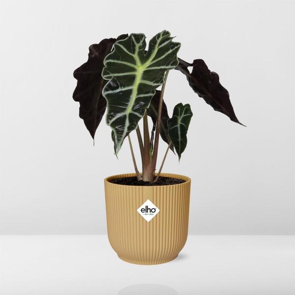 #AlocasiaPolly #IndoorPlants #Houseplants #DecorativePlants #PottedPlants #14cmPot #YellowPot #ELHOVibes #VibesFoldPot #ModernPlantDesign #TropicalPlants #EvergreenPlants #OrnamentalPlants #LowMaintenancePlants #HomeDecor #OfficePlants #LivingRoomPlants #UniqueHouseplants #EasyCarePlants #StatementPlant #GreeneryDecor #PlantLovers #UrbanJungle #PlantParenthood #AirPurifyingPlants